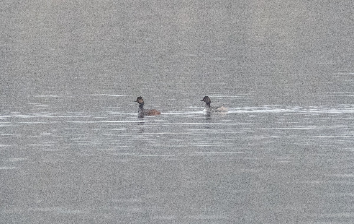 Eared Grebe - ML616246948