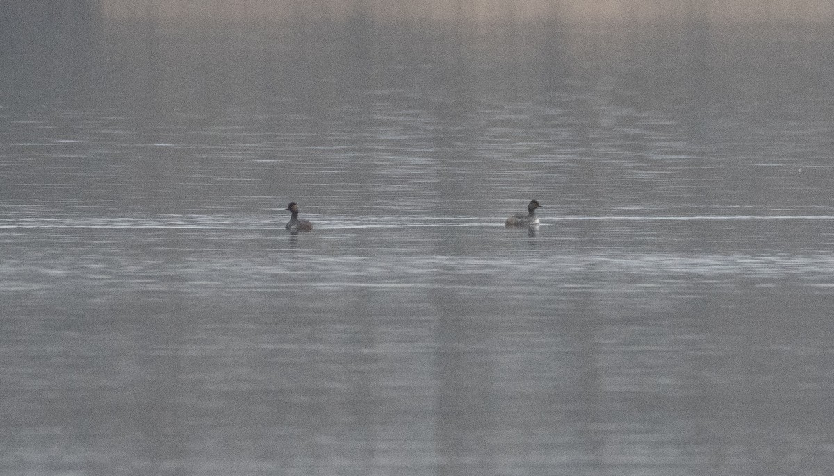 Eared Grebe - Ed Stubbs