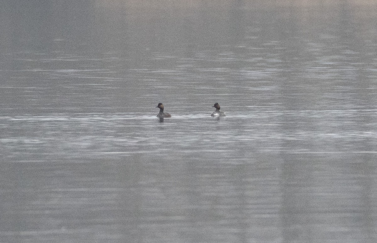 Eared Grebe - ML616246965