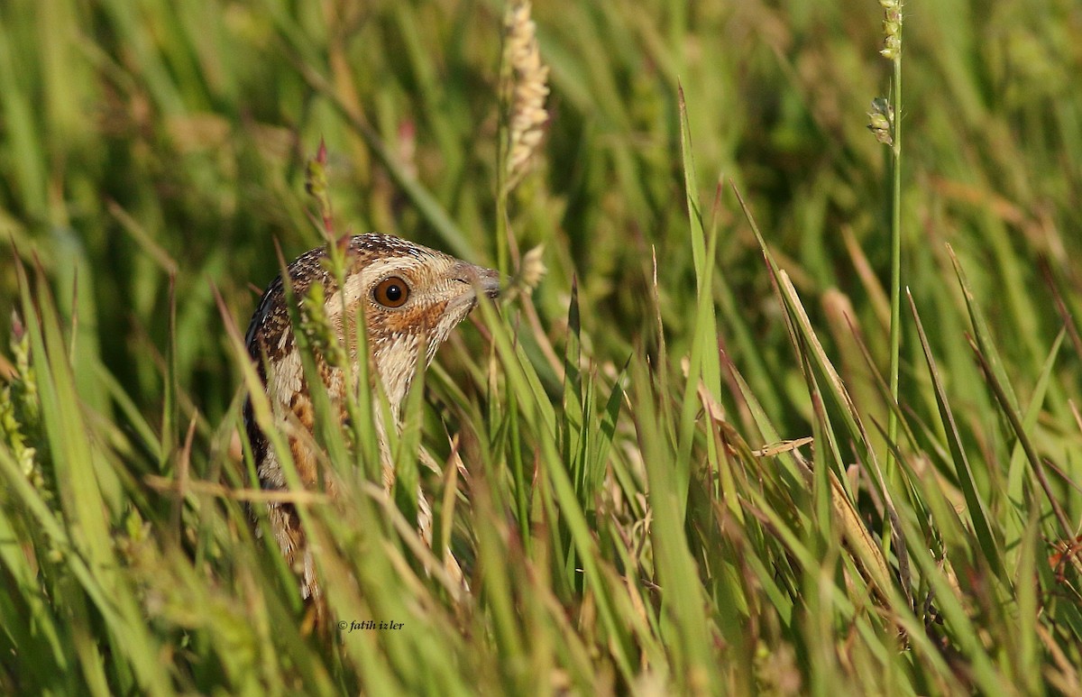 Common Quail - ML616247001