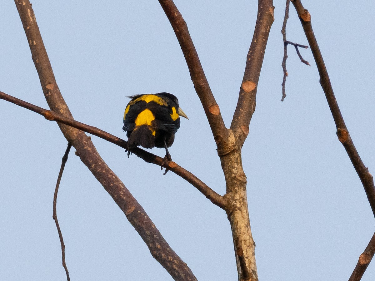 Yellow-rumped Cacique (Amazonian) - ML616247009