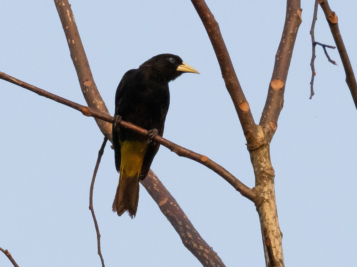 Yellow-rumped Cacique (Amazonian) - ML616247010