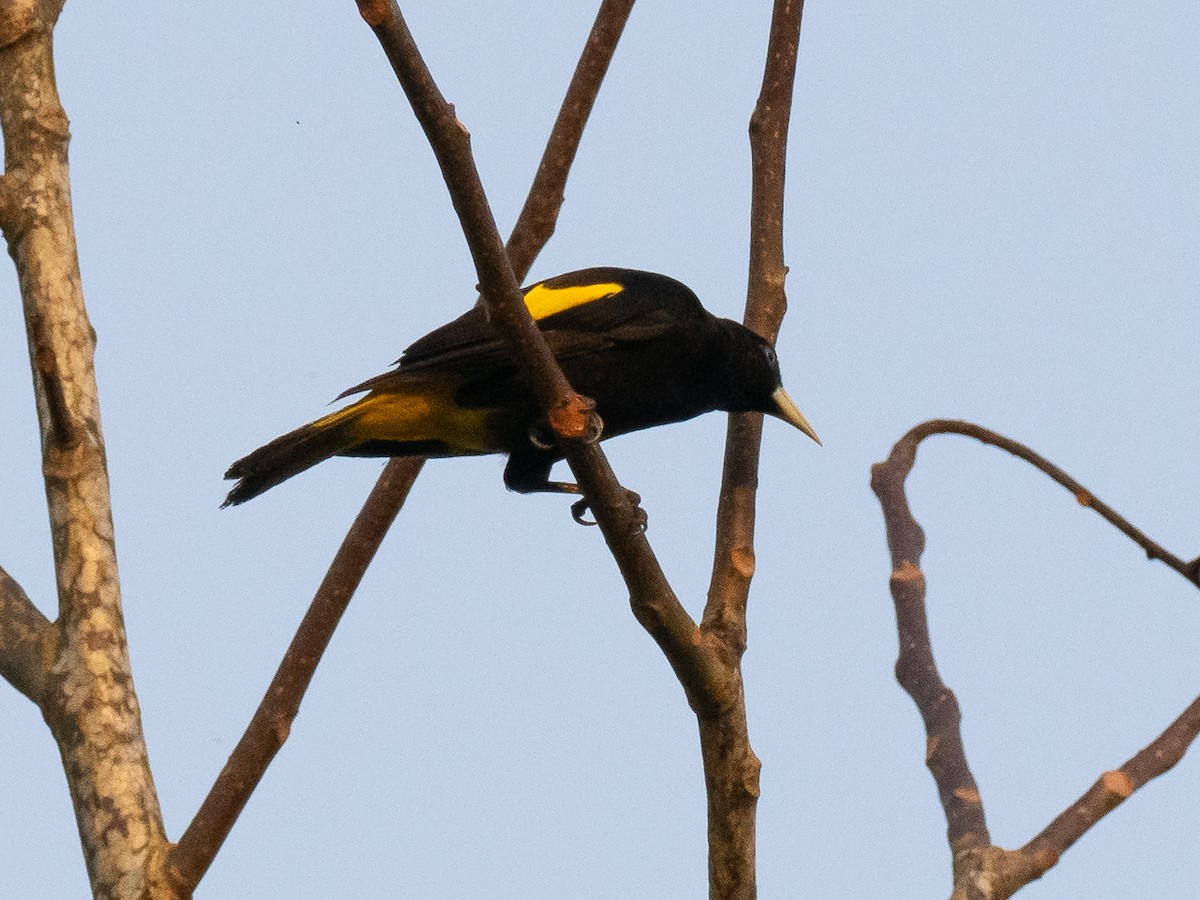 Yellow-rumped Cacique (Amazonian) - ML616247011