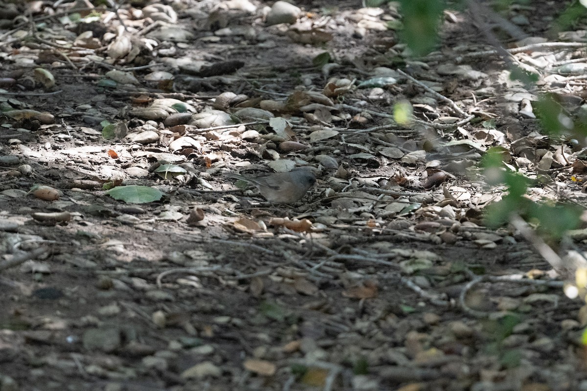 Dark-eyed Junco (Pink-sided) - ML616247032