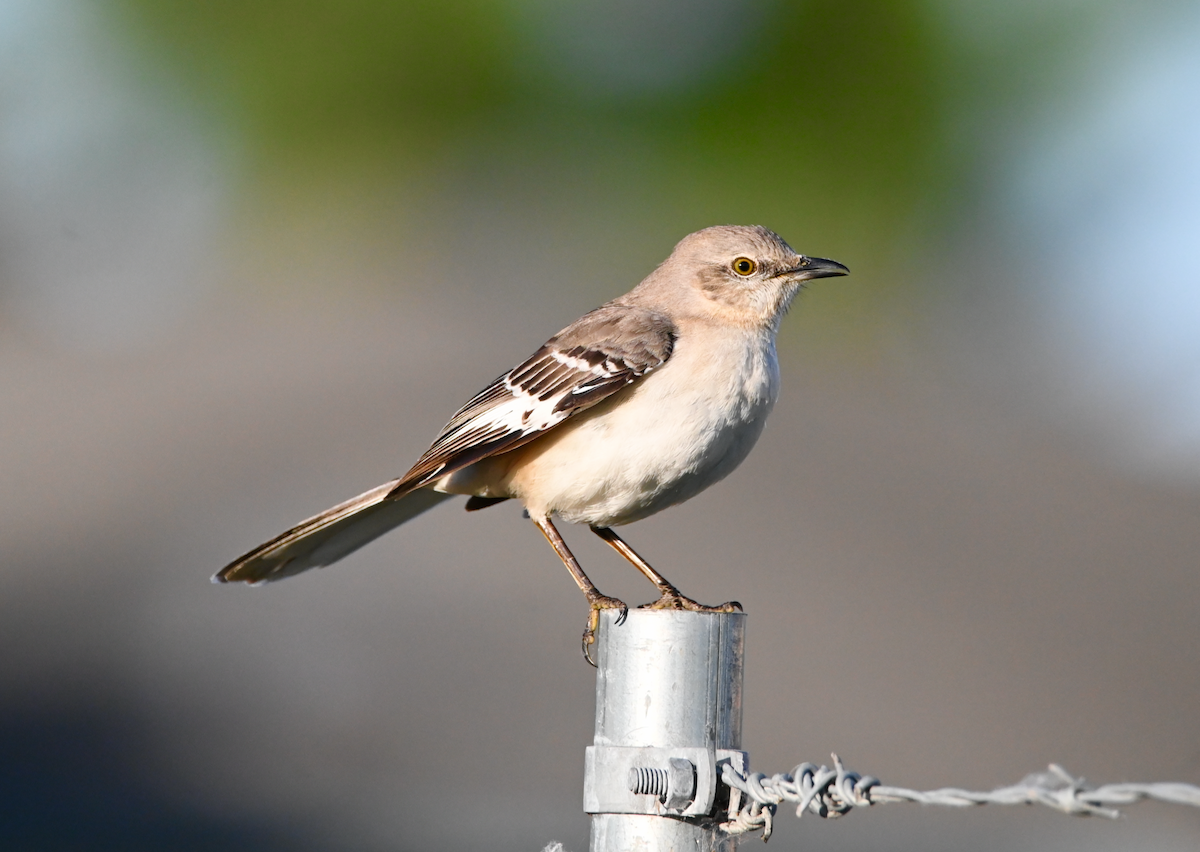 Northern Mockingbird - Heather Buttonow