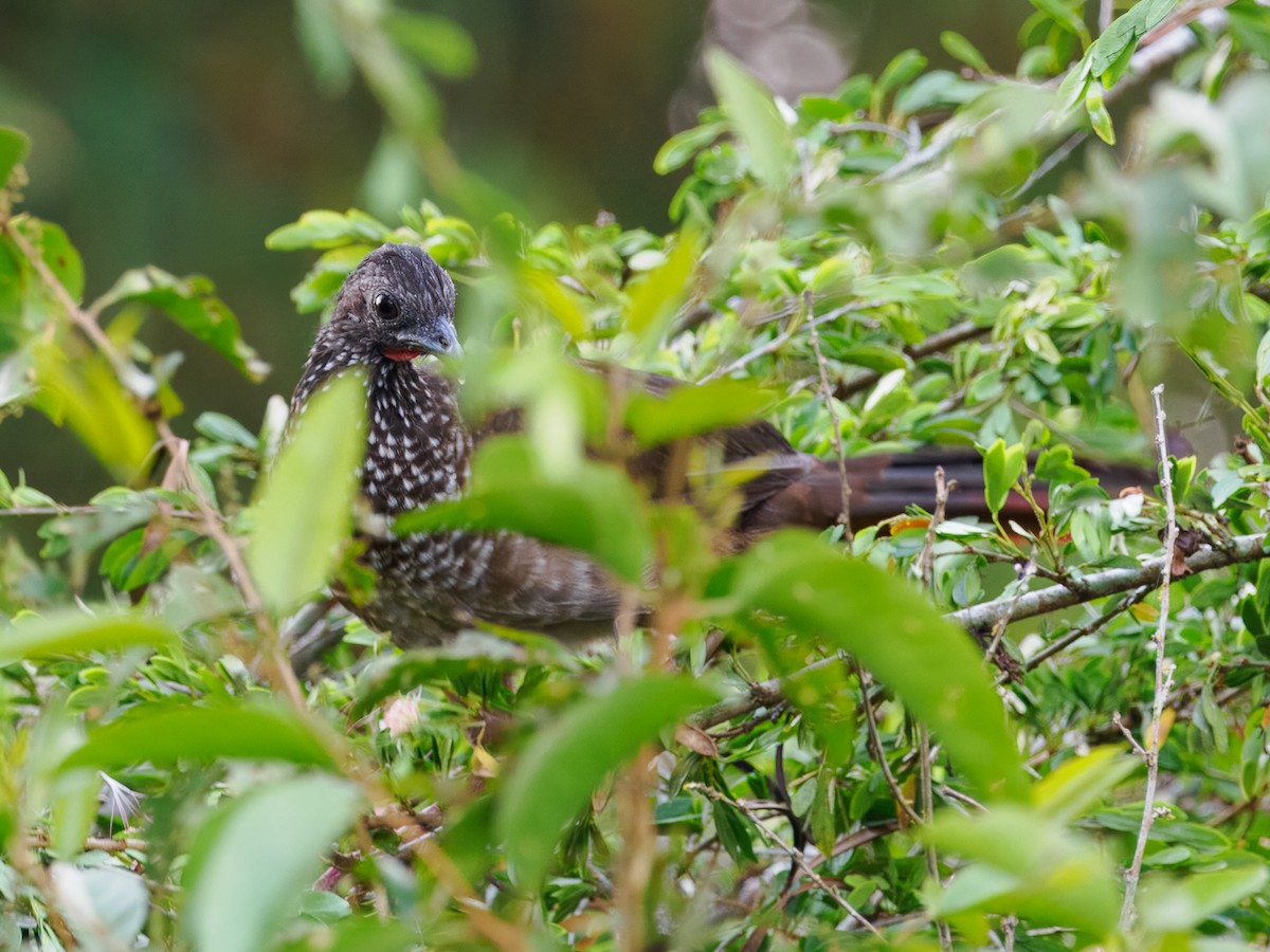 Speckled Chachalaca - ML616247100