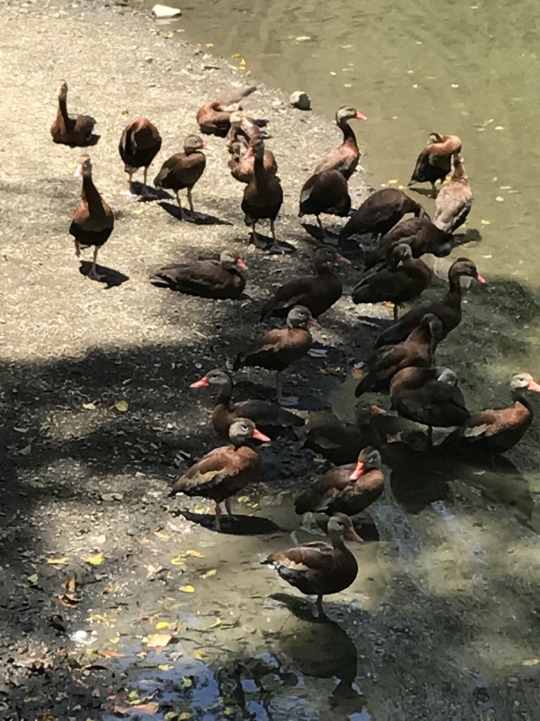 Black-bellied Whistling-Duck - Landyn Reddy