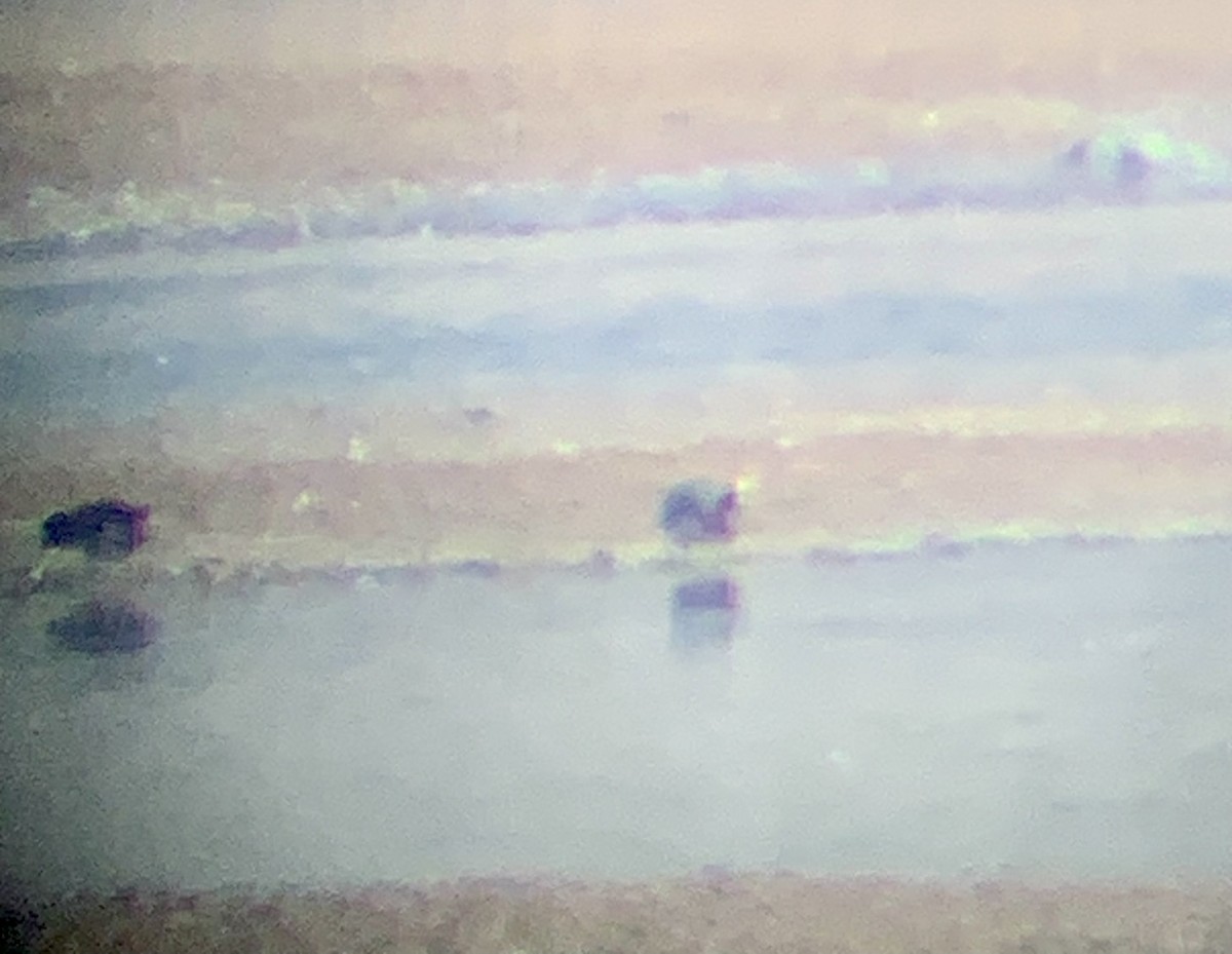 Fischione - ML616247136