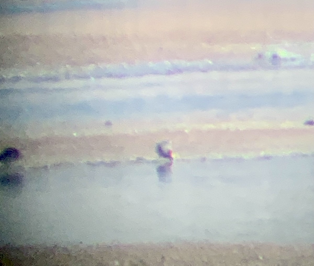 Fischione - ML616247137