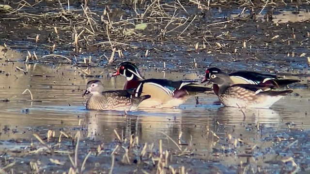 Wood Duck - ML616247176