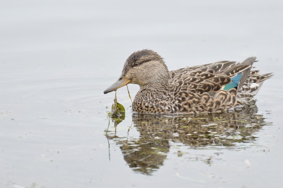 Green-winged Teal - ML616247231