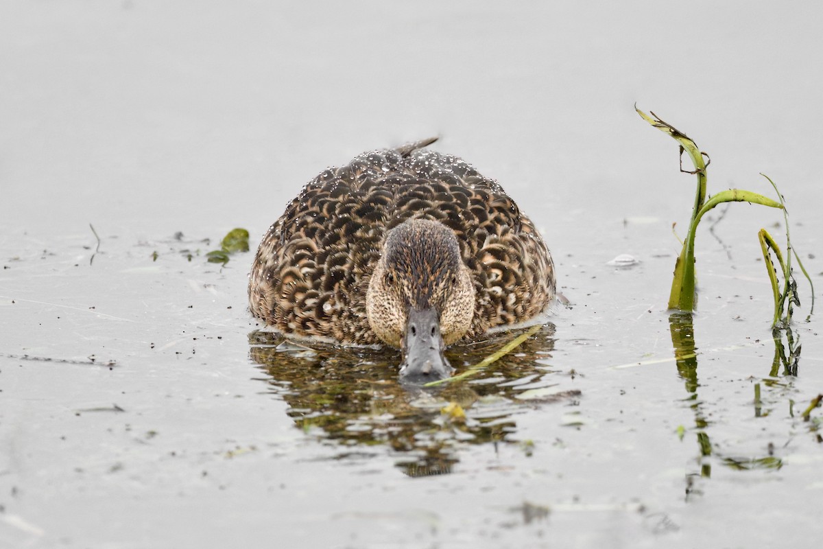 Green-winged Teal - ML616247243