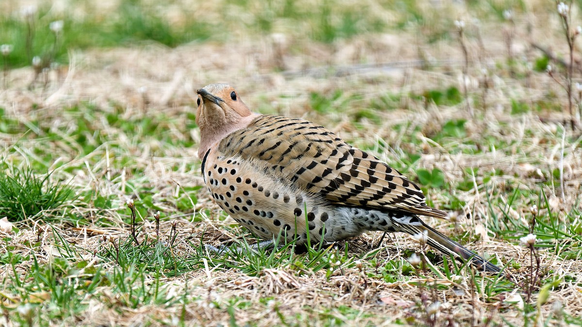 Northern Flicker - ML616247323