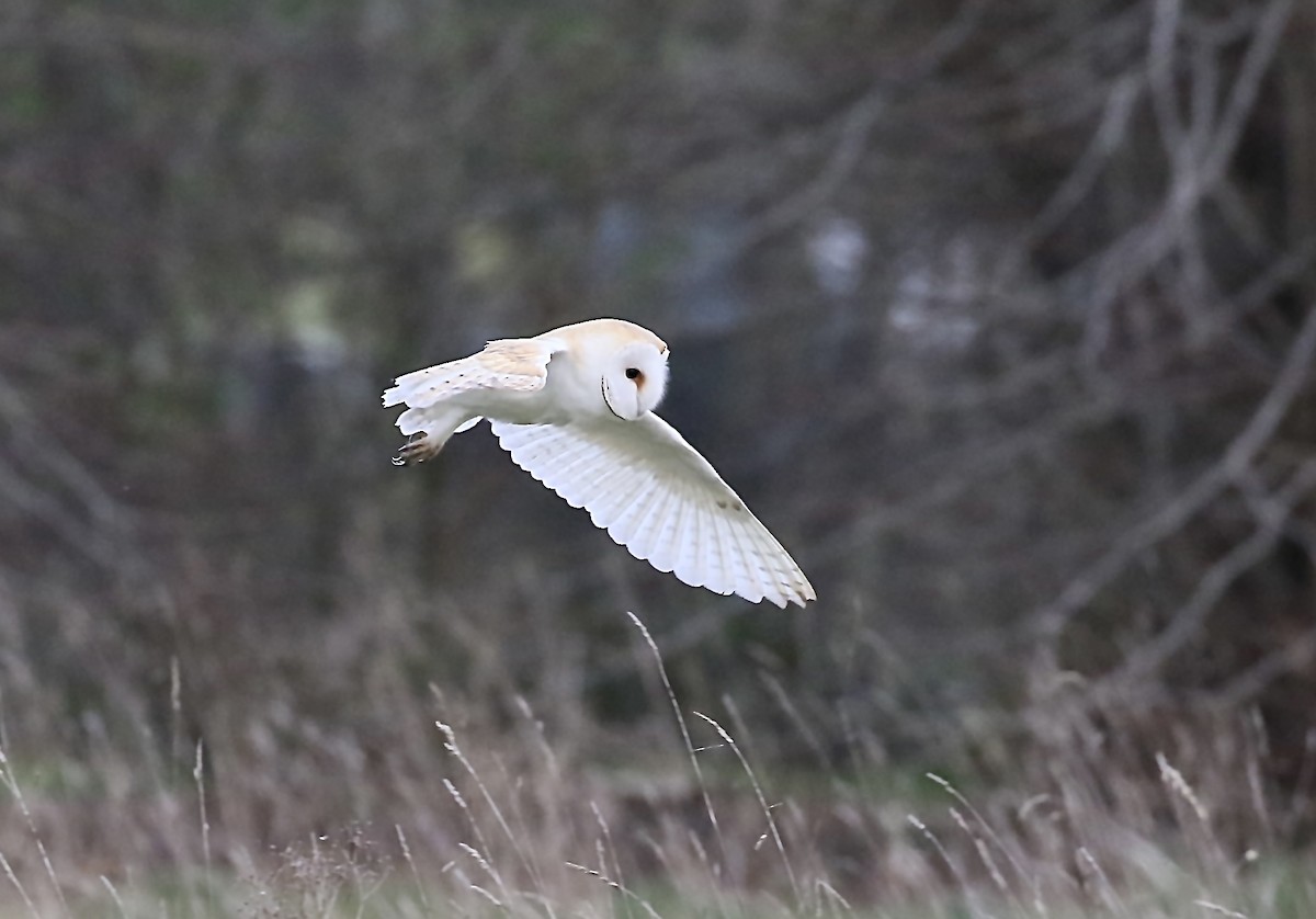 Barn Owl (Eurasian) - Edmund Mackrill