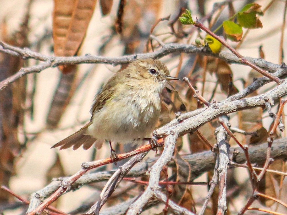 Mosquitero Común - ML616247357