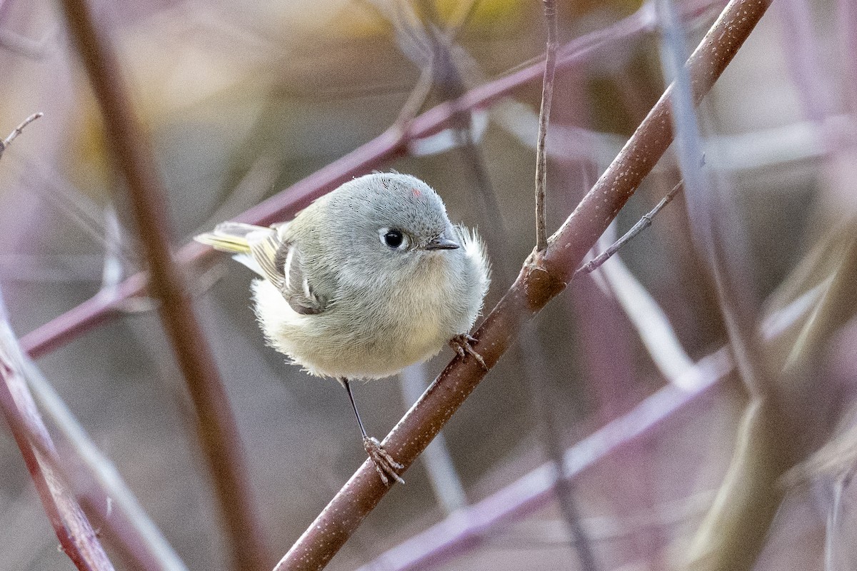 Ruby-crowned Kinglet - ML616247370