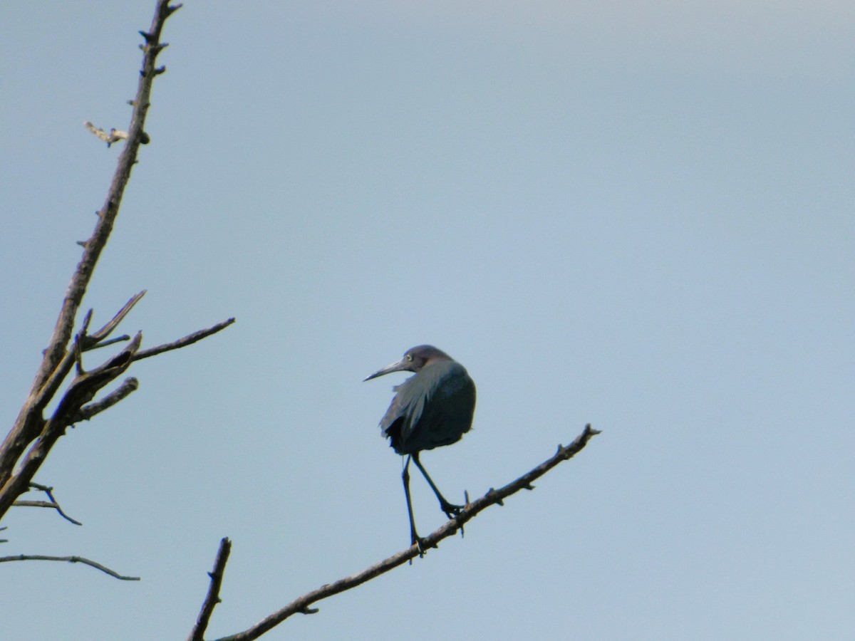 Little Blue Heron - ML616247378