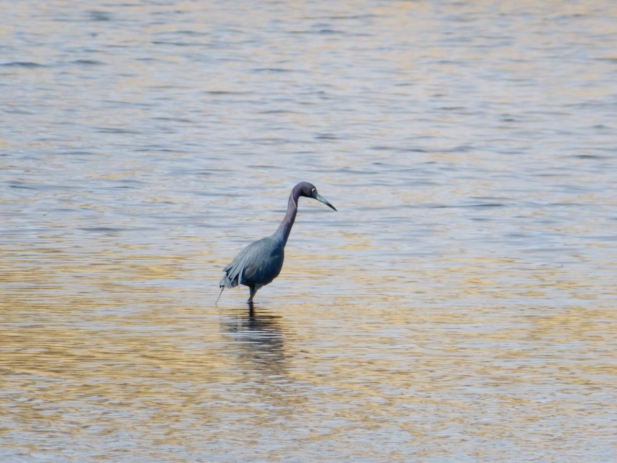 Little Blue Heron - ML616247379