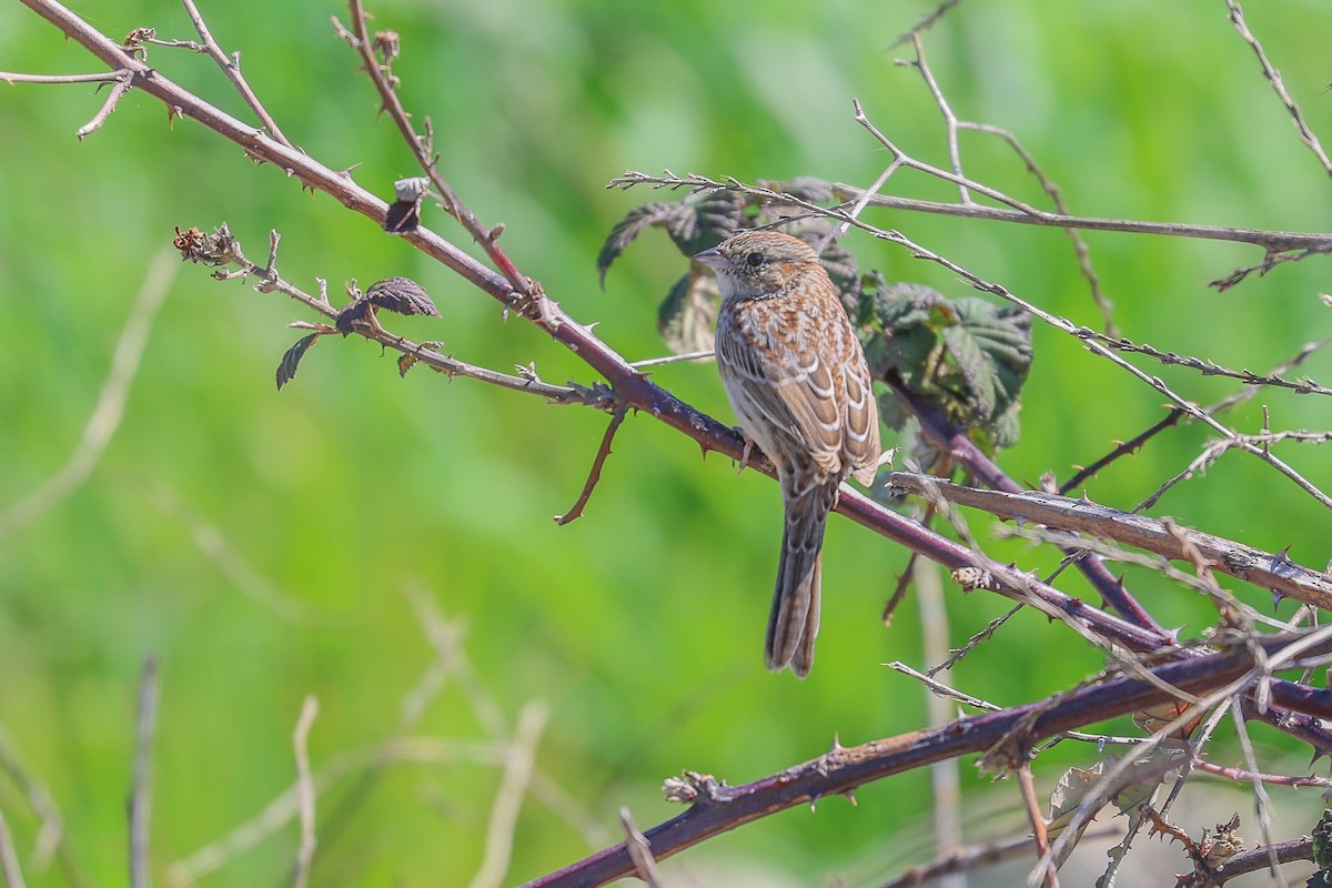 Cassin's Sparrow - ML616247381