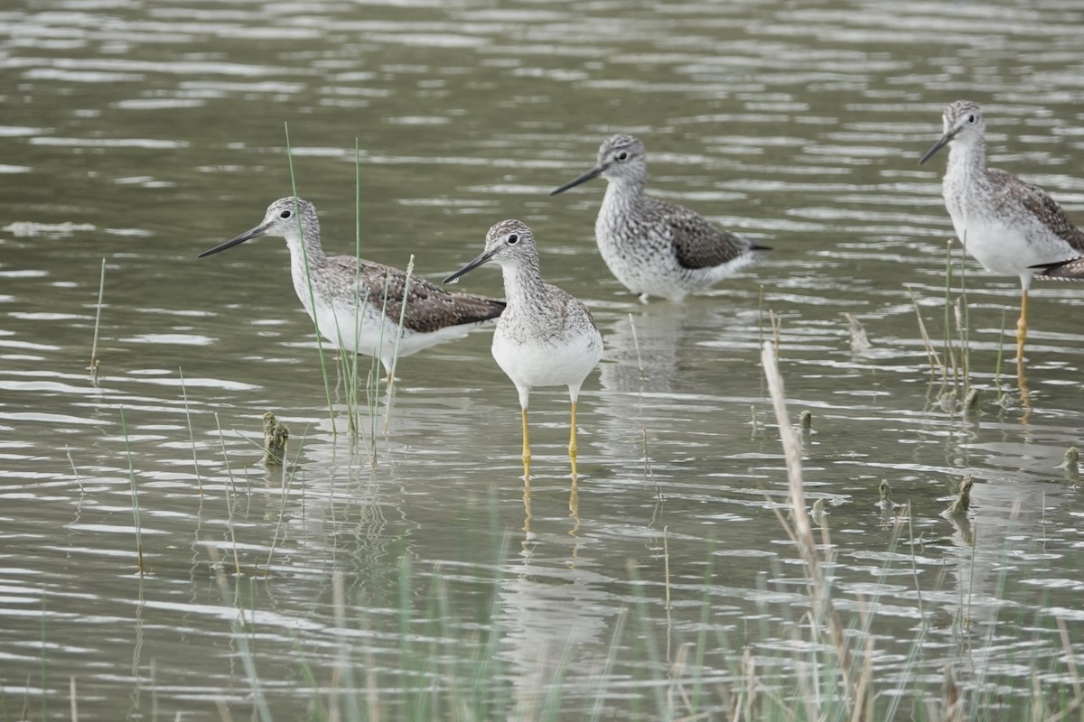 Greater Yellowlegs - George Wallace