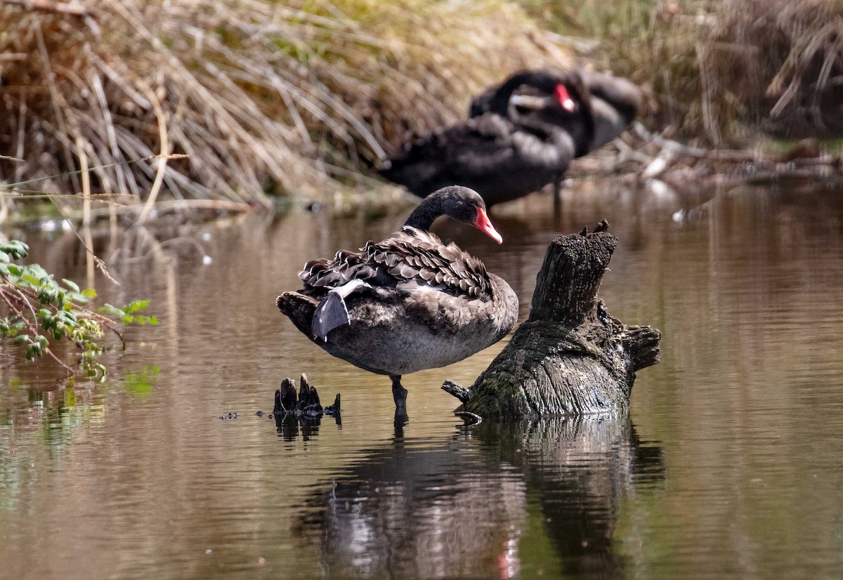 Black Swan - ML616247479