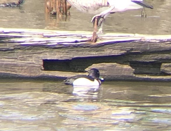 Ring-necked Duck - ML616247481