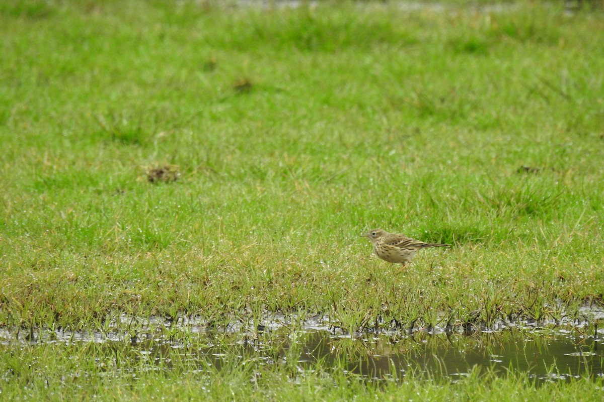 Meadow Pipit - ML616247487