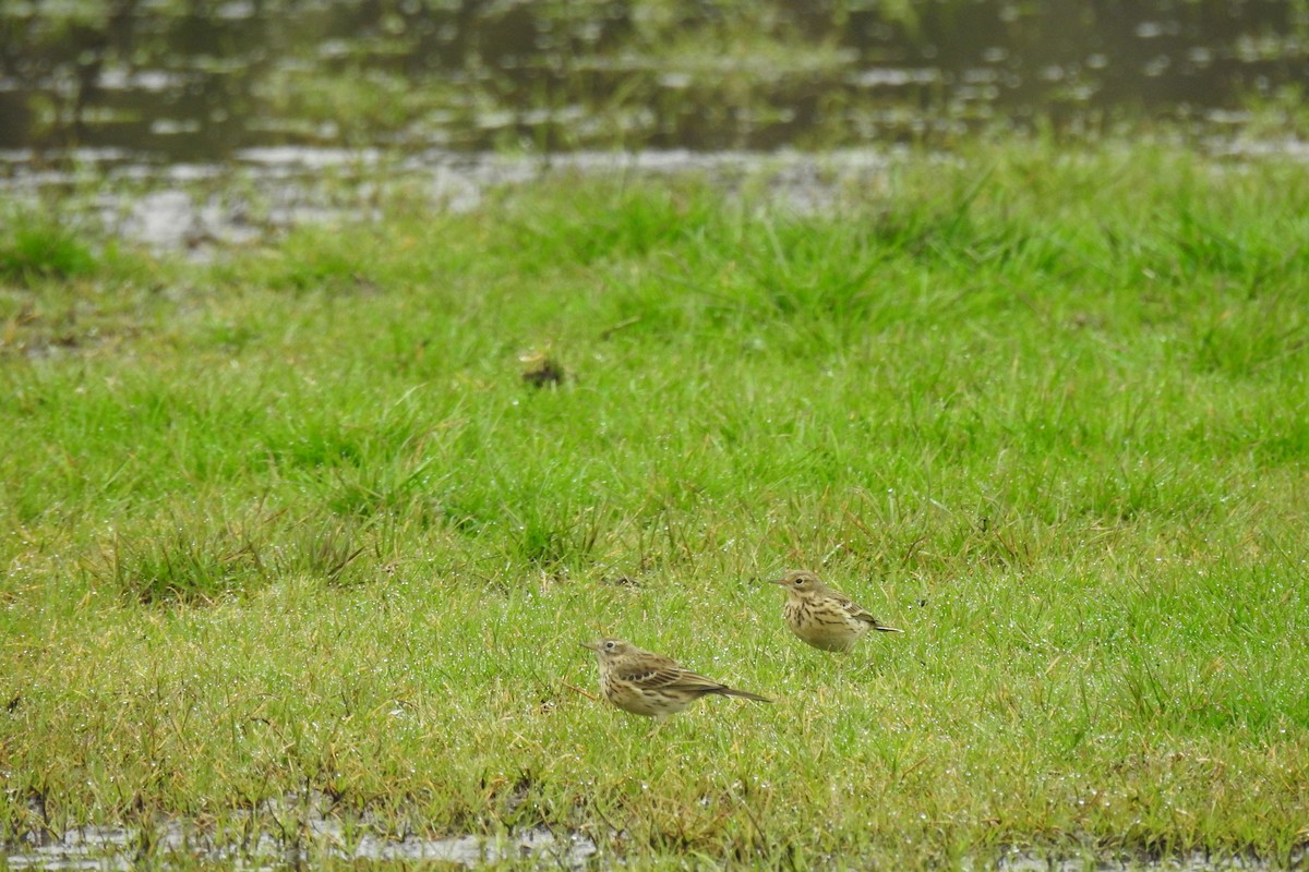 Meadow Pipit - ML616247499