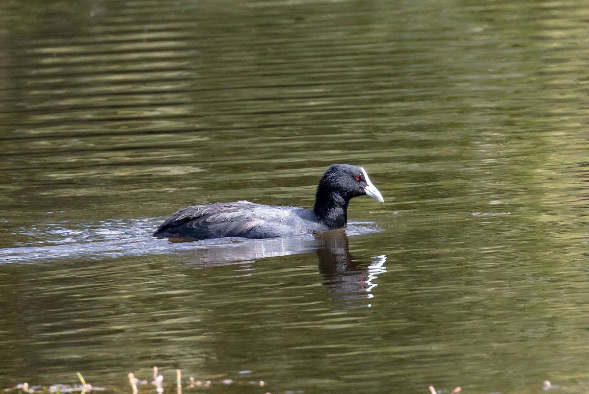 Eurasian Coot - ML616247506