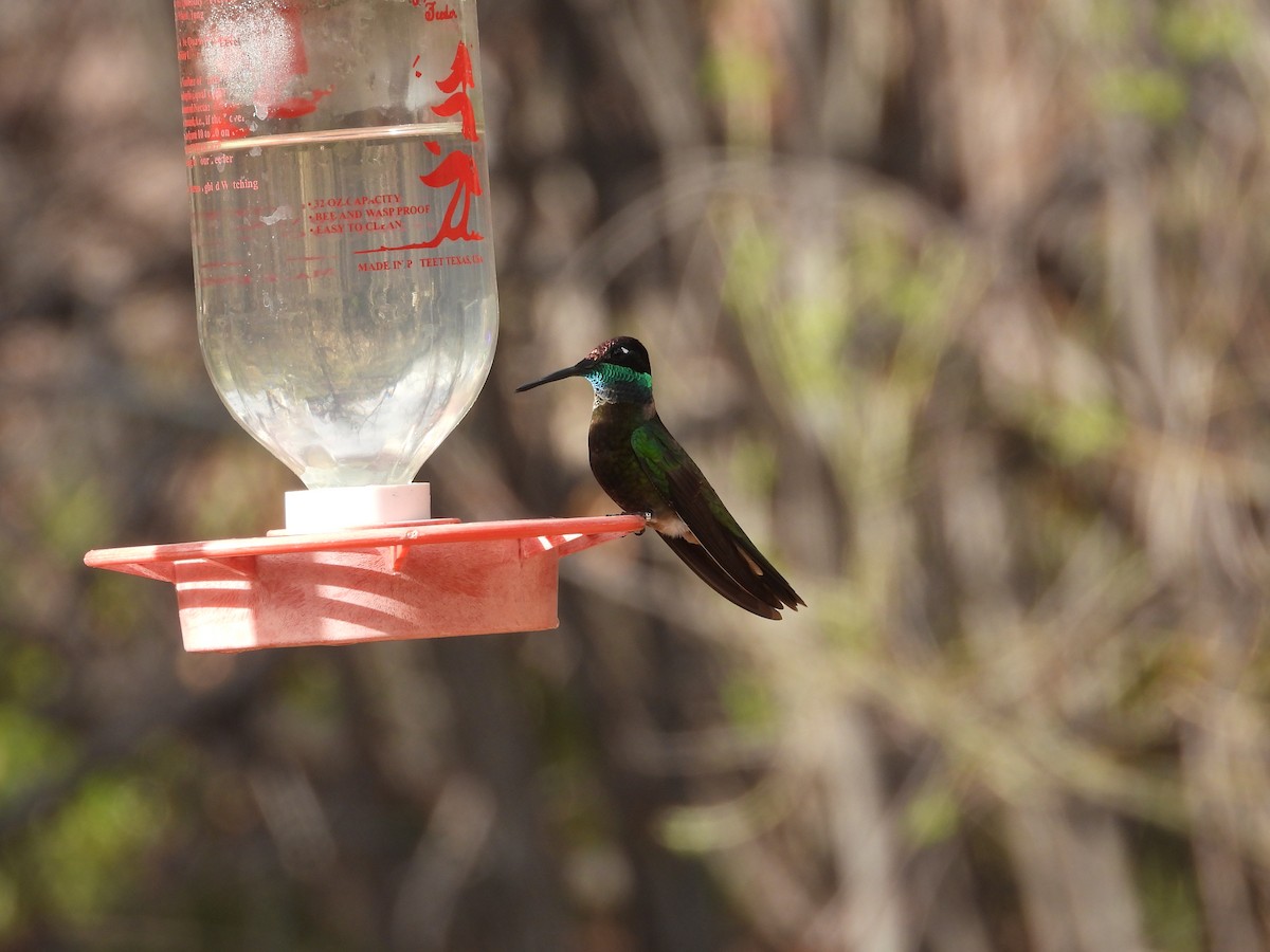 Rivoli's Hummingbird - Quentin Reiser