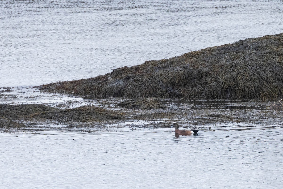 American Wigeon - ML616247527