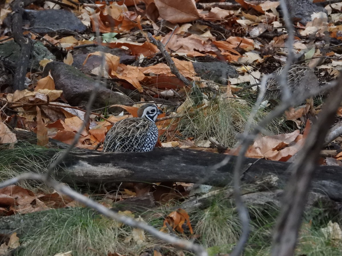 Montezuma Quail - ML616247620