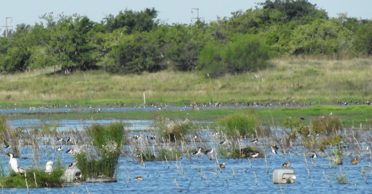 White-cheeked Pintail - ML616247693