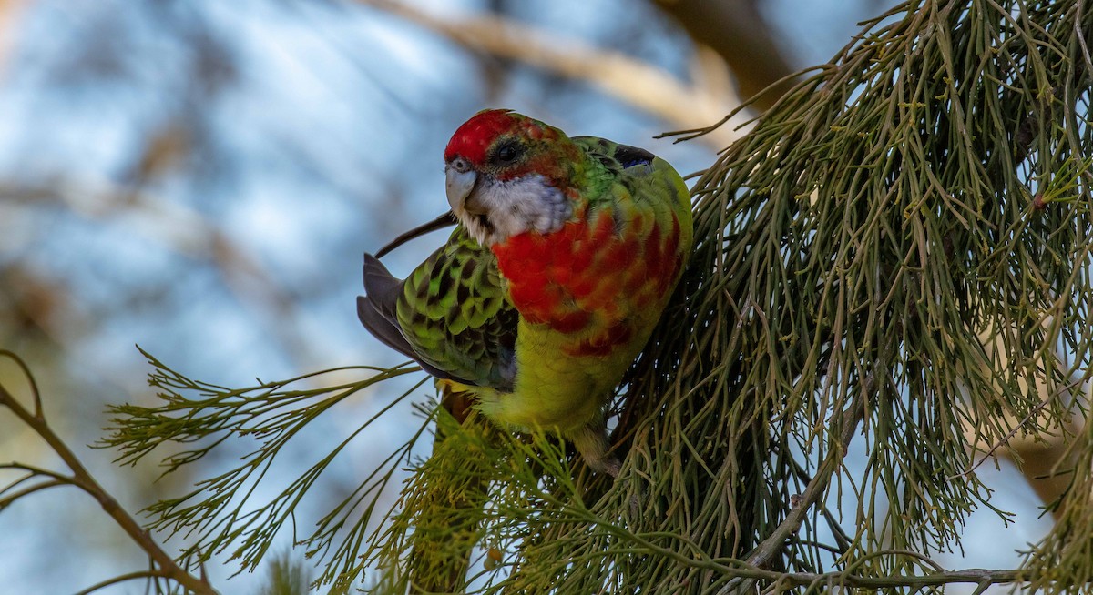 Eastern Rosella - ML616247769