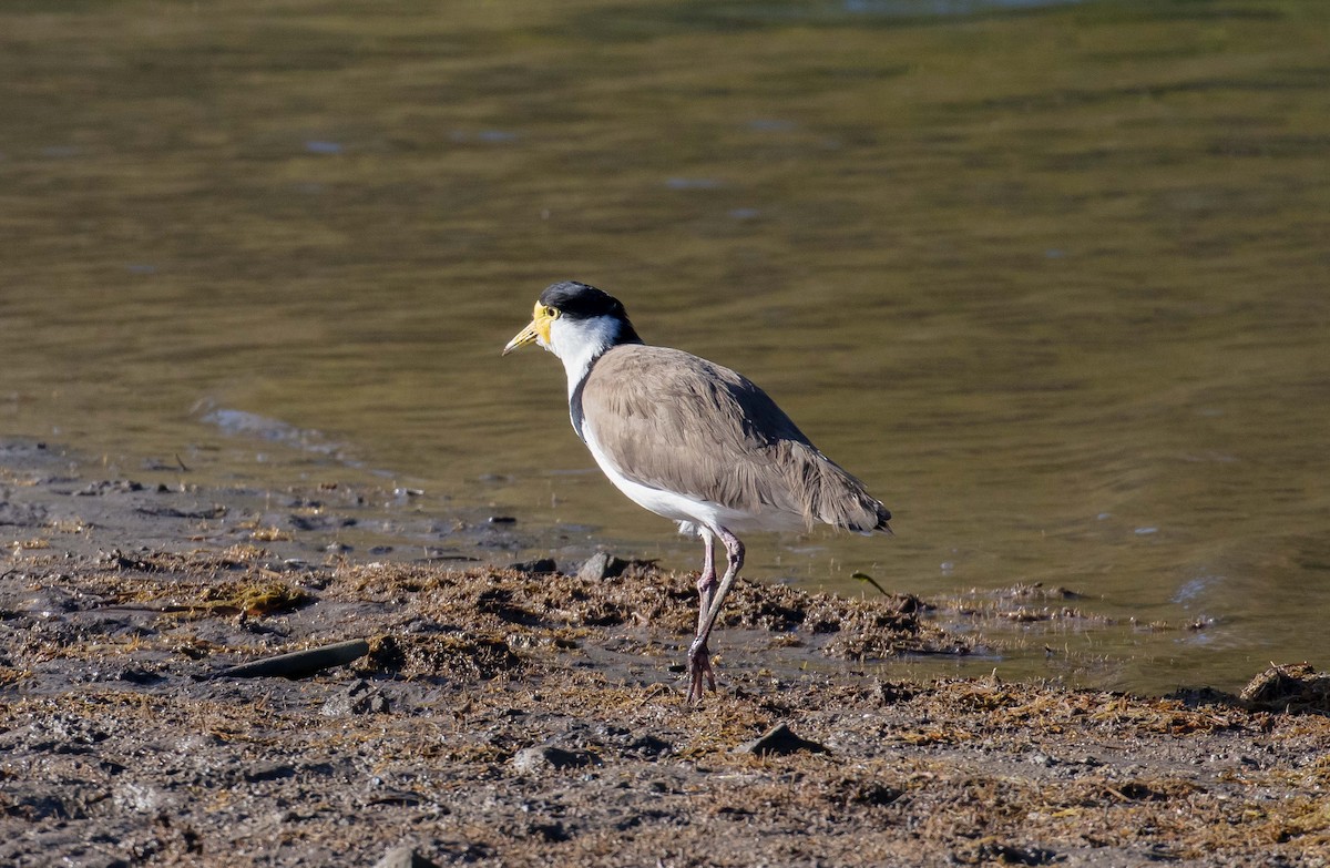 Masked Lapwing (Black-shouldered) - ML616247782