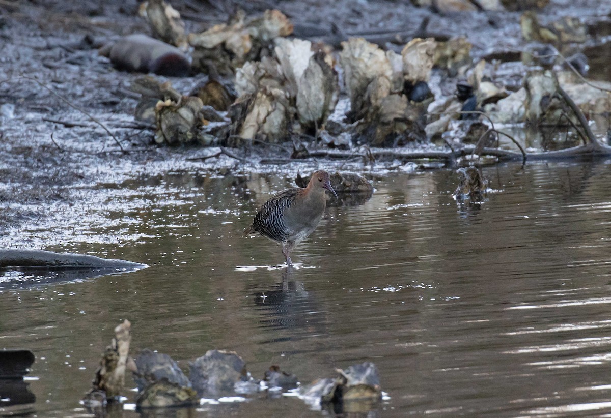 Lewin's Rail - Hickson Fergusson