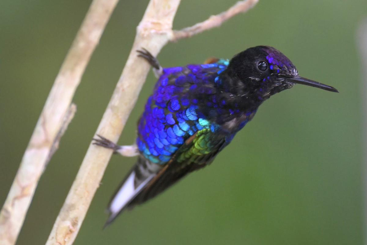 kolibřík hyacintový - ML616247795