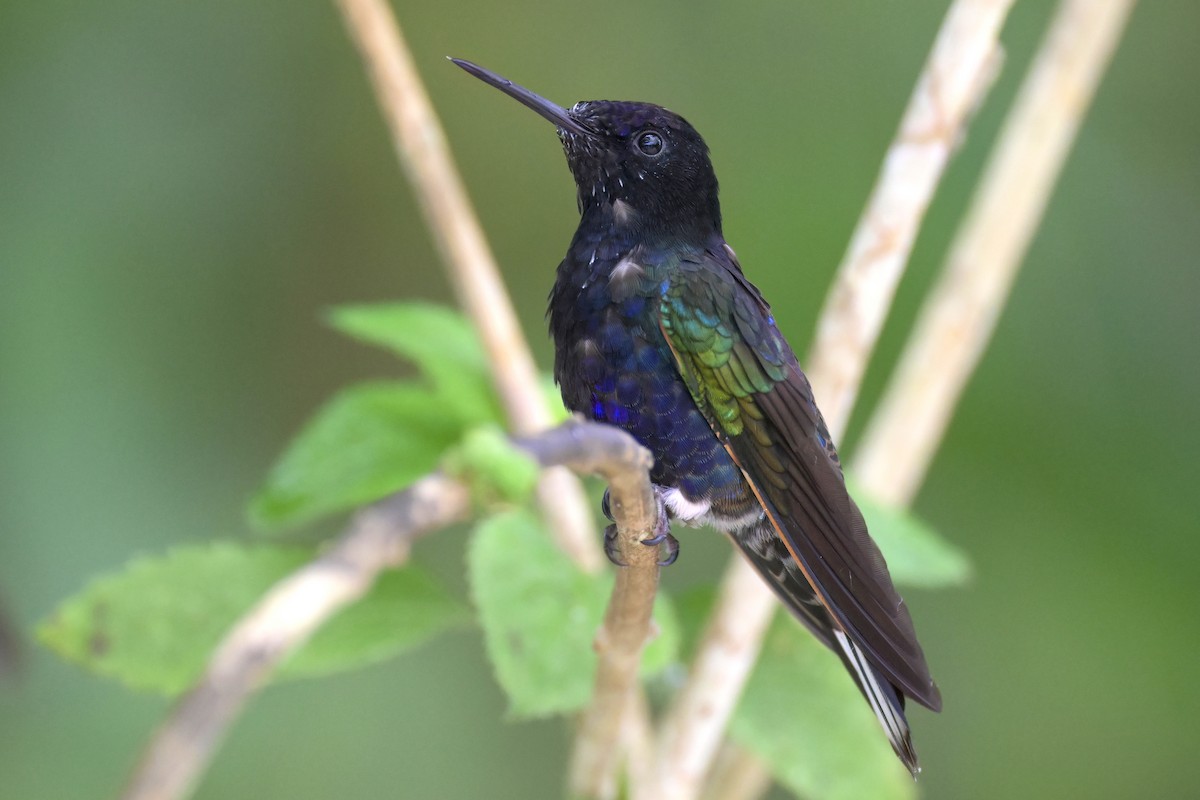 Colibri de Jardine - ML616247797