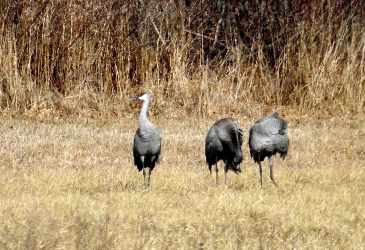 Sandhill Crane - David Bree