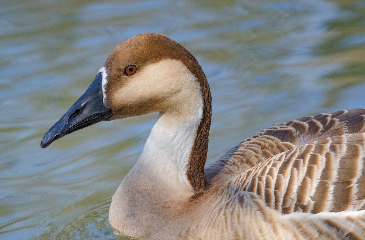 Swan Goose - ML616247861