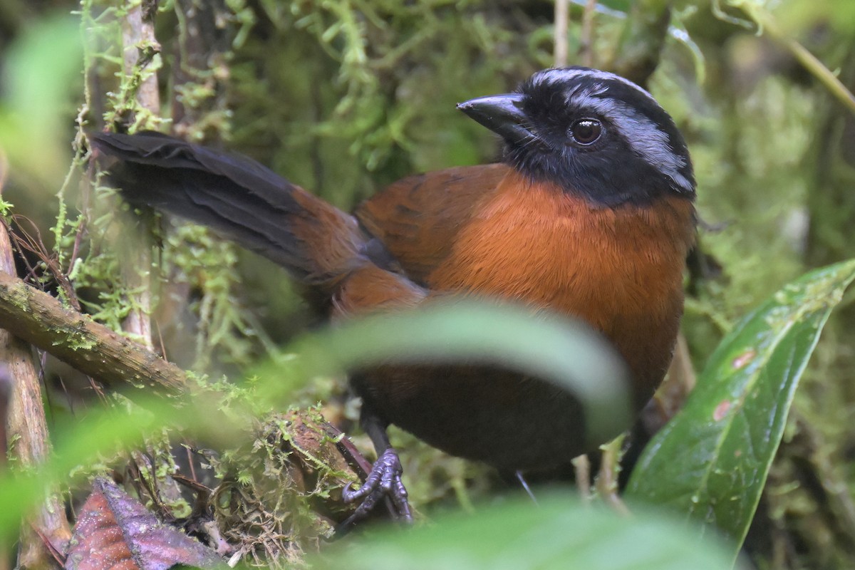 Tanager Finch - ML616247922