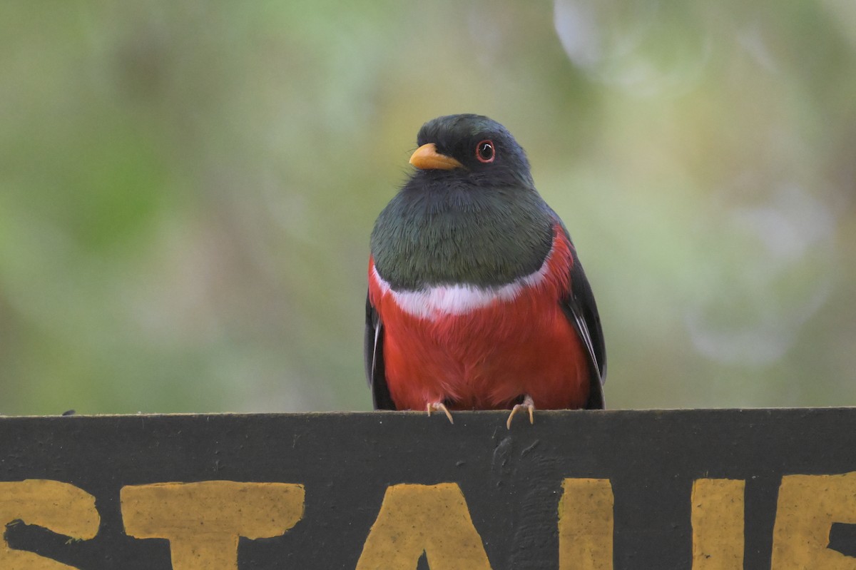 Masked Trogon - ML616248049