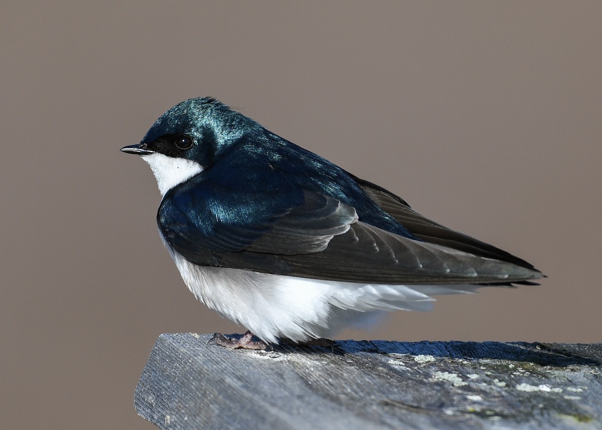 Golondrina Bicolor - ML616248089