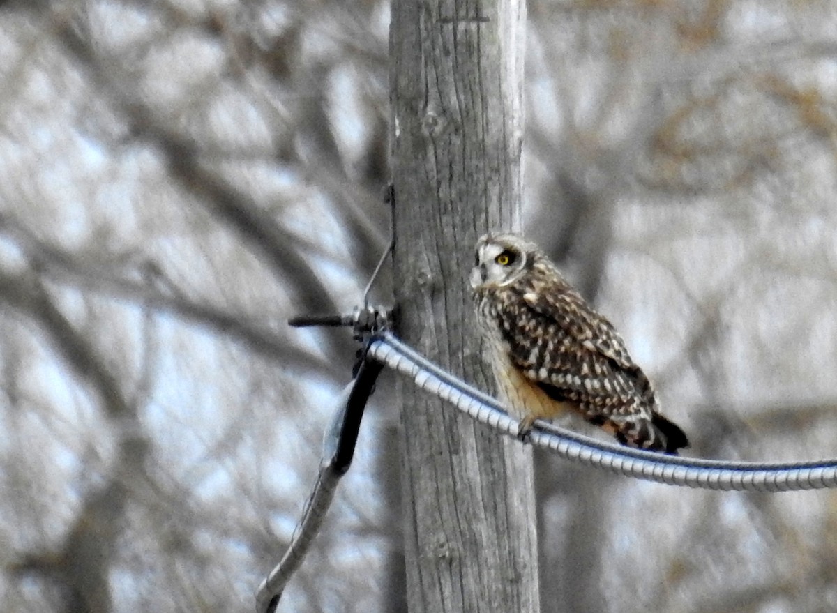 Short-eared Owl - ML616248101