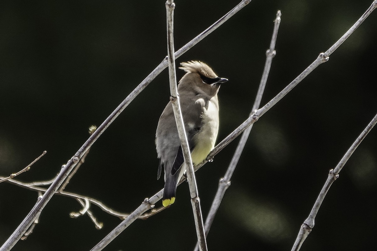 Cedar Waxwing - ML616248137