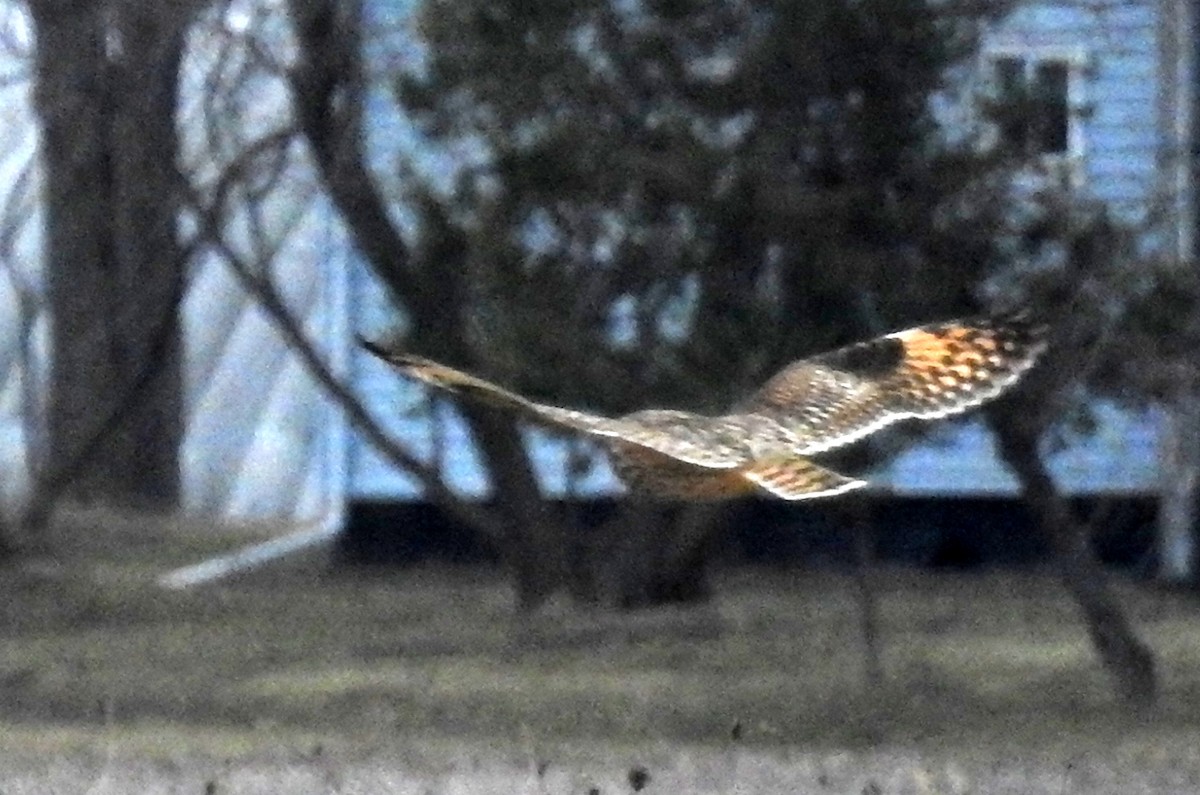 Short-eared Owl - ML616248203