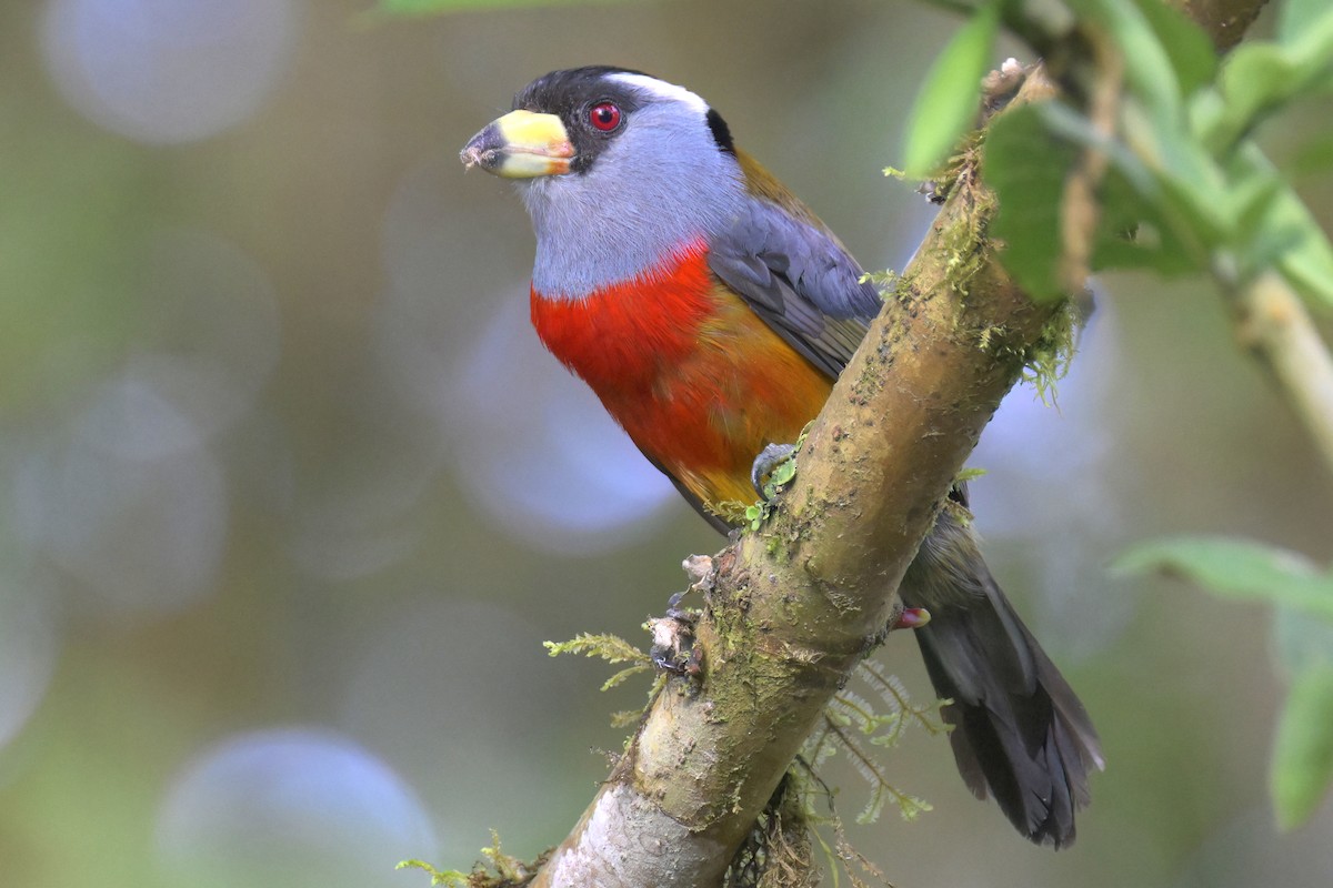 Toucan Barbet - ML616248221