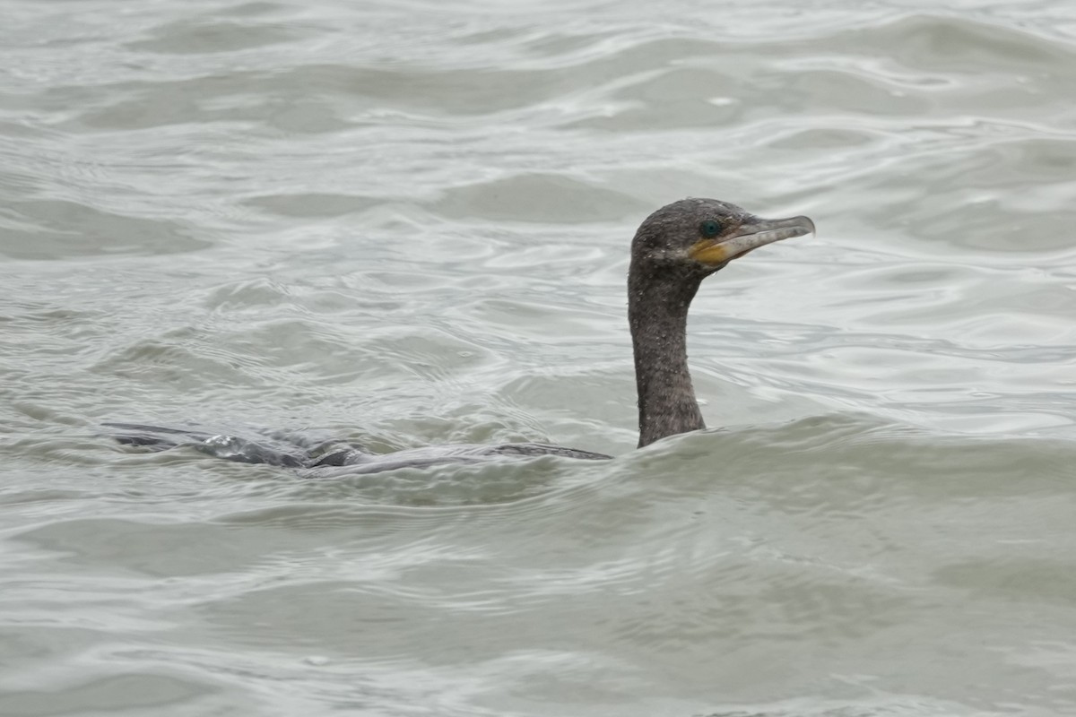 Neotropic Cormorant - ML616248252