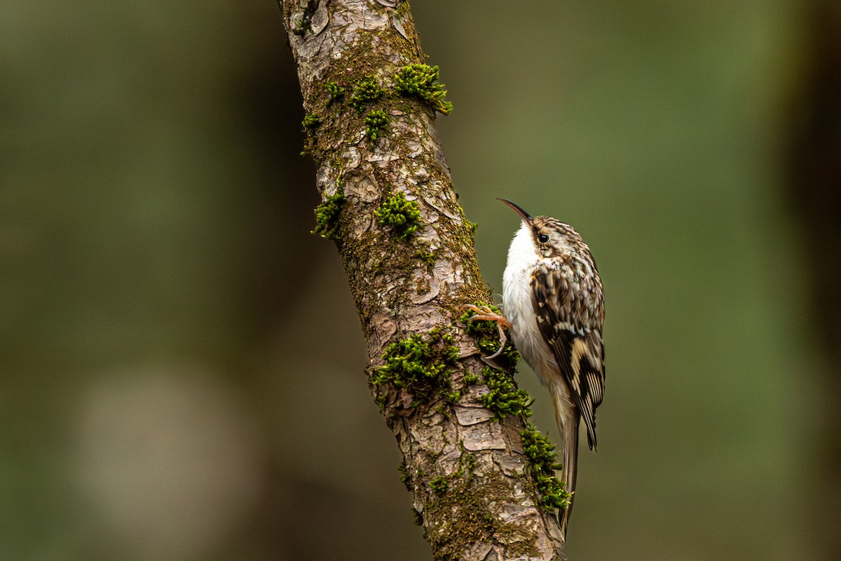 Brown Creeper - ML616248351