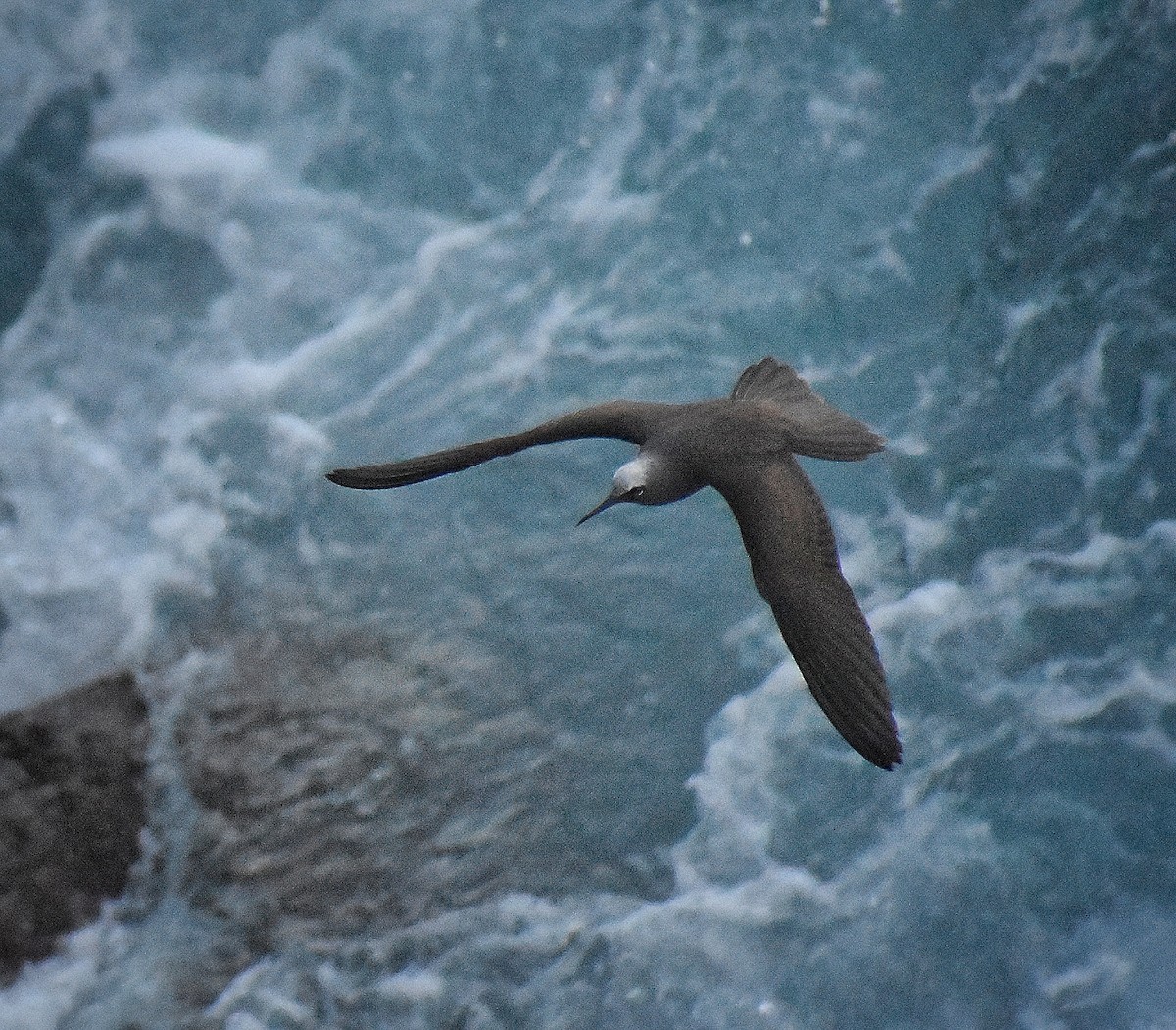 Black Noddy - Philip Aguiar